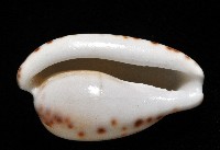 小無齒寶螺藏品圖，第12張