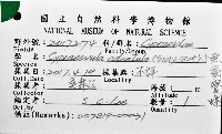 小無齒寶螺藏品圖，第16張