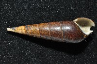 黑蜷藏品圖，第2張
