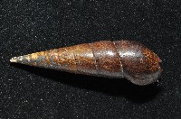 黑蜷藏品圖，第4張