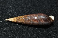 黑蜷藏品圖，第5張