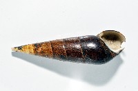 黑蜷藏品圖，第6張
