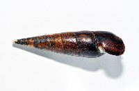 黑蜷藏品圖，第7張
