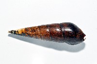 黑蜷藏品圖，第8張