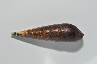 黑蜷藏品圖，第9張