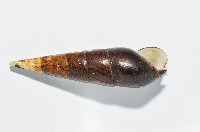 黑蜷藏品圖，第10張