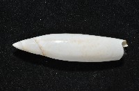 飛彈螺藏品圖，第4張