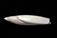 飛彈螺藏品圖，第6張