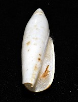 飛彈螺藏品圖，第8張
