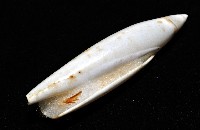 飛彈螺藏品圖，第10張