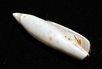 飛彈螺藏品圖，第11張