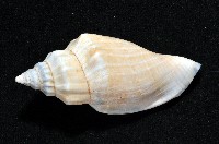 黑嘴鳳凰螺藏品圖，第2張