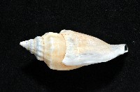 黑嘴鳳凰螺藏品圖，第3張