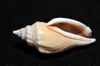 黑嘴鳳凰螺藏品圖，第4張