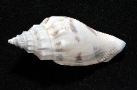 黑嘴鳳凰螺藏品圖，第7張