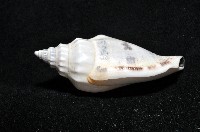 黑嘴鳳凰螺藏品圖，第8張