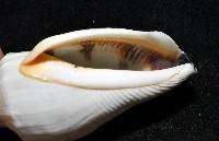 黑嘴鳳凰螺藏品圖，第11張