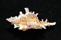 紅千手螺藏品圖，第2張