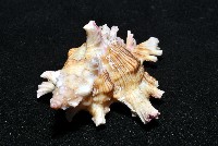 紅千手螺藏品圖，第6張