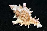 紅千手螺藏品圖，第9張