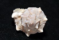 染料骨螺藏品圖，第10張