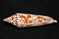 孟加拉芋螺藏品圖，第4張