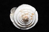 愛貓芋螺藏品圖，第4張