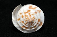 愛貓芋螺藏品圖，第9張