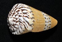 鼬鼠芋螺藏品圖，第3張