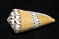 鼬鼠芋螺藏品圖，第5張