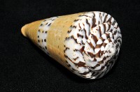 鼬鼠芋螺藏品圖，第8張