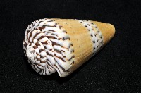 鼬鼠芋螺藏品圖，第9張
