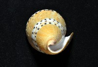 鼬鼠芋螺藏品圖，第15張
