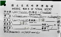 鼬鼠芋螺藏品圖，第16張