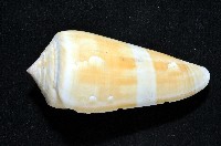 聳肩芋螺藏品圖，第3張