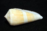 聳肩芋螺藏品圖，第5張
