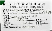 聳肩芋螺藏品圖，第12張