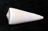 胭脂芋螺藏品圖，第4張