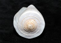胭脂芋螺藏品圖，第5張