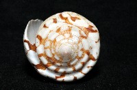 海軍上將芋螺藏品圖，第5張