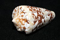 海軍上將芋螺藏品圖，第7張