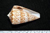 大芋螺藏品圖，第2張