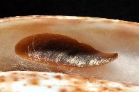 大芋螺藏品圖，第3張