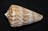 大芋螺藏品圖，第5張