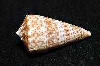 大芋螺藏品圖，第6張