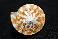 大芋螺藏品圖，第7張
