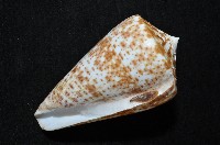 大芋螺藏品圖，第9張