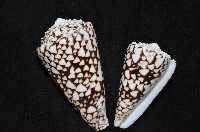 花巾芋螺藏品圖，第2張