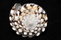 花巾芋螺藏品圖，第7張