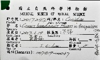花巾芋螺藏品圖，第16張